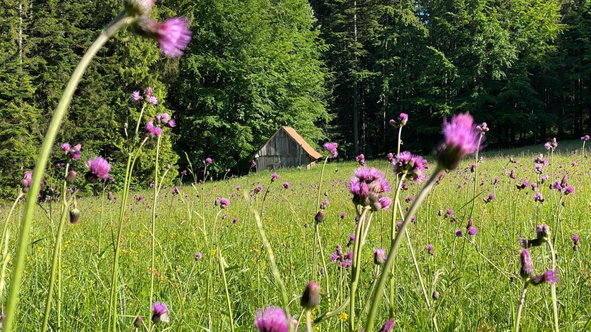 Dom Wypoczynkowy Pod Polanka Korbielów Exterior foto